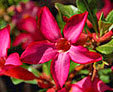 Tropical Blossoms - Morikami Museum and Garden