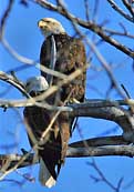 Bald Eagles - Mount Haggin Wildlife Management Area, Anaconda, Montana