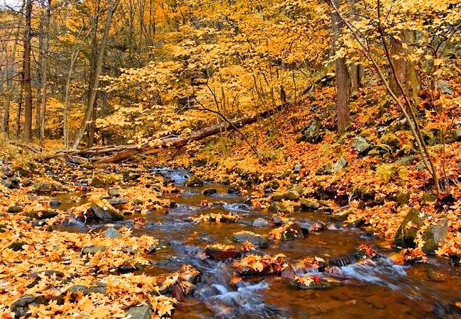 Cherry Run - Bald Eagle State Forest, Pennsylvania