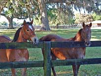 Winding Oaks Farm - Ocala, Florida