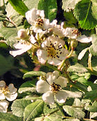 Ozark Wild Roses