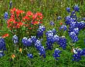 Bluebonnets and Indian Paintbrushes