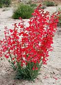 Penstemon - Utah