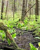 Perseverance Trail - Tongass National Forest, Alaska