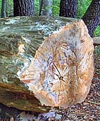 Petrified Log - Mississsippi Petrified Forest, Flora, Mississippi