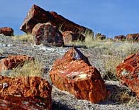 Petrified Wood - Petrified Forest National Park, Arizona