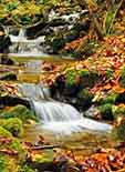 Pigeon Creek - GSMNP, NC-TN