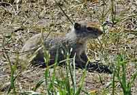 Prairie Dog