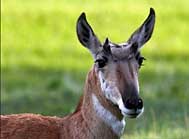 Pronghorn Doe - Yellowstone National Park, Wyoming