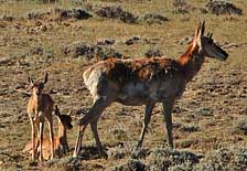 Pronghorn Family