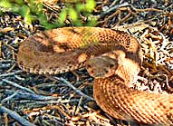 Rattlesnake