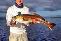 Red Fish - Mosquito Lagoon, Titusville, Florida