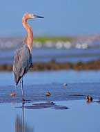 Reddish Egret- Salt Marsh Feeder