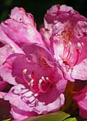 Rhododendron Blossoms