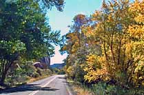 River Valley Cottonwoods