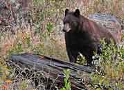 Rocky Mountain Black Bear - Rocky Mountain National Park, Colorado