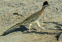 Road Running Runner - Death Valley