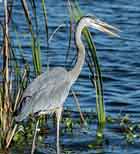 Snowy Egret - St. Marks Wildlife Refuge, Florida