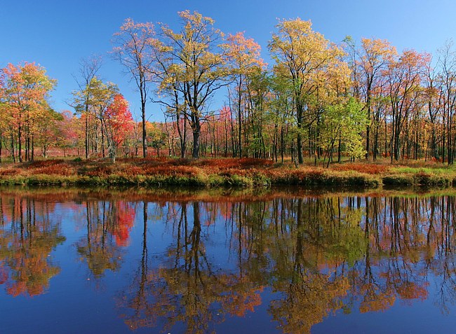 Canaan Valley WMA - Davis, West Virginia