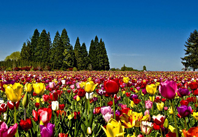 Wooden Shoe Farm - Woodburn, Oregon