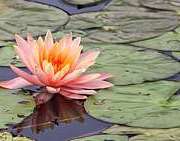 Water Lily - Schedel Garden Pond