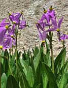 Shooting Star - John Muir Trail, Fresno County, California