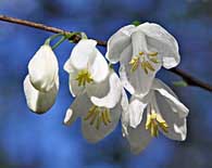 Silver Bells in Bloom