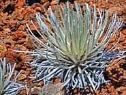 Silversword (ahinahina) - Haleakala Summit, Maui County, Hawaii