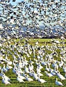 Skagit Valley Snow Geese - Skagit County, Washington