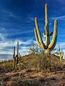 Sonoran Saguaro - Saguaro National Park, Tucson, Arizona