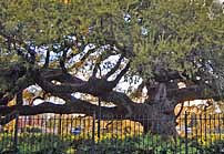 St. John Oak Tree - Cathedral of Saint John the Evangelist, Lafayette, Louisiana