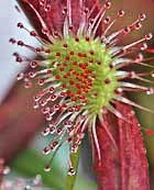 Sundew - Golden Gate Park, San Francisco, CA