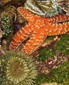 Tide Pool Creatures - California