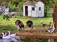 Farmyard - Washington Birthplace National Monument - Colonial Beach,  Virginia