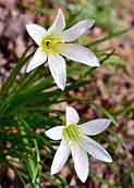 Rain Lily - Golden Gate Park, San Francisco, CA