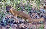 Weasel - Mesa Verde National Park, Cortez, Colorado