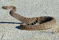 Western Diamondback - NPS