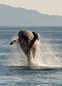 Whale Breech - Valdez Harbor, Alaska