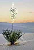 White Sands Yucca