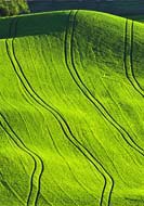 Wheat Field - Whitman County, Washington