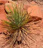 Desert yucca - Valley of Fire, Nevada