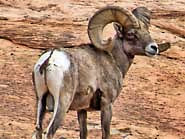 Bighorn Sheep - Zion National Park, Utah