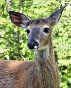 Whitetail Doe - Canaveral Marshes, Brevard County, Florida