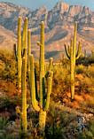 Saguaro Cacti